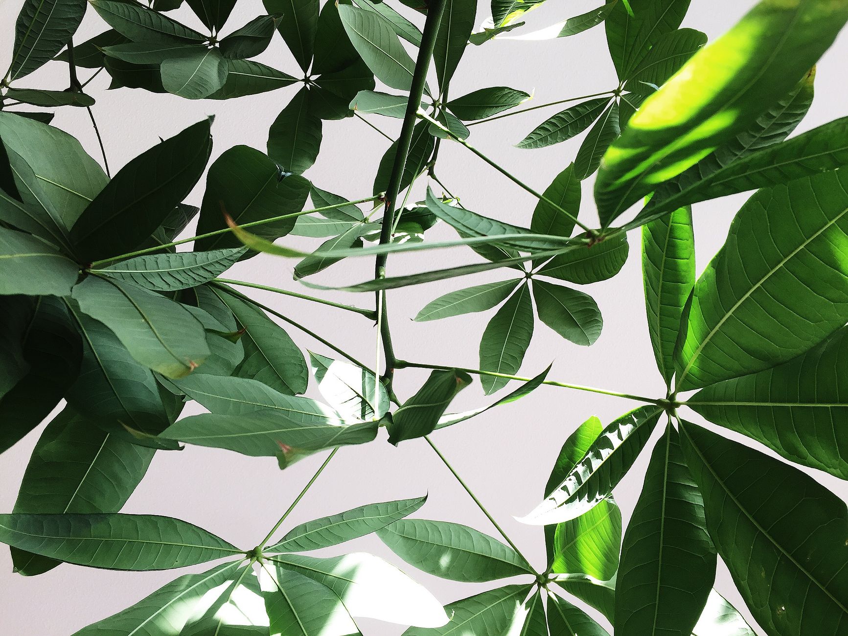 パキラ 観葉植物 金運 風水 スピリチュアル