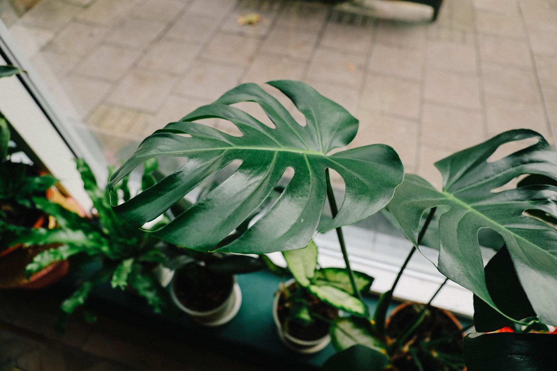 モンステラ 観葉植物 金運 風水 スピリチュアル
