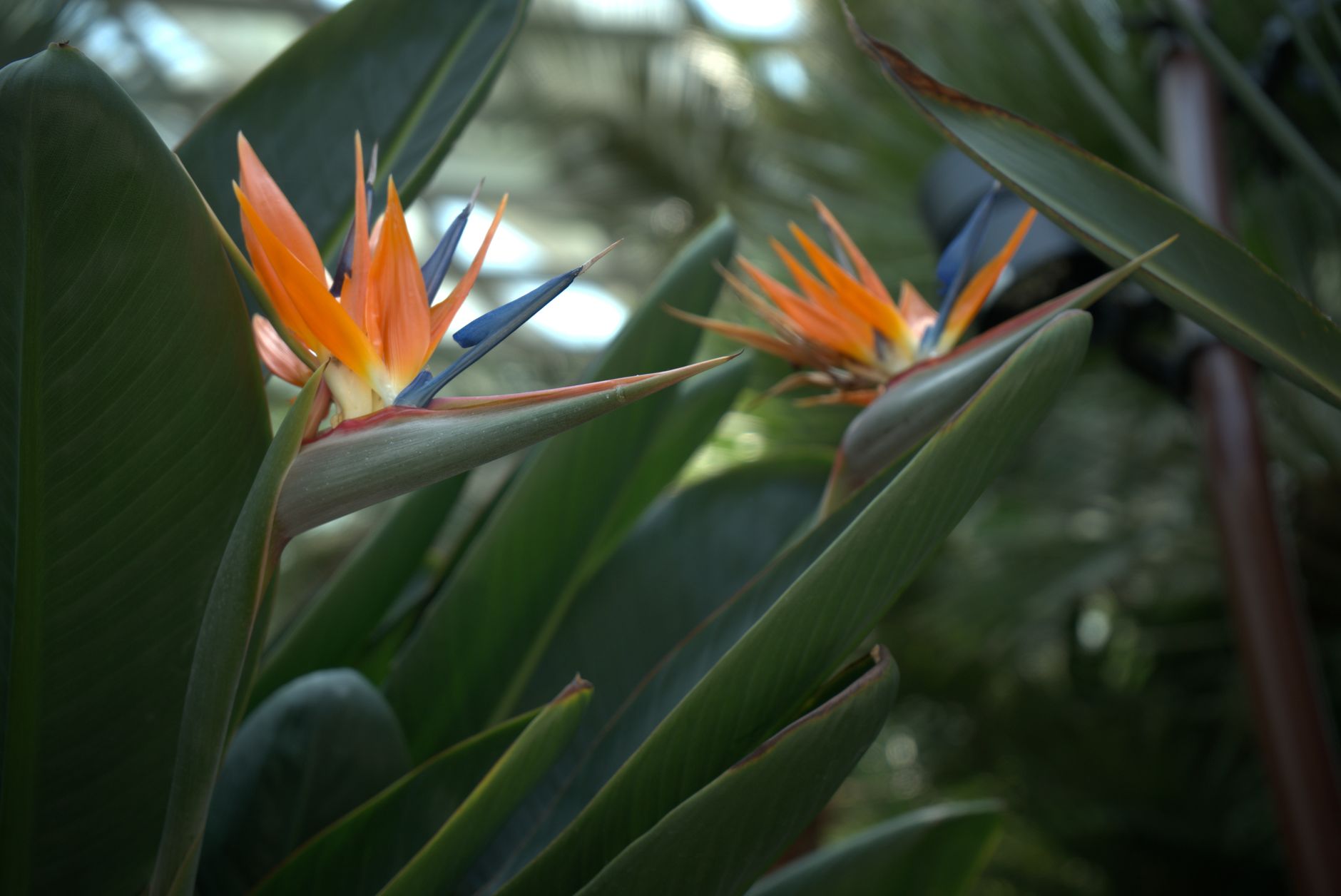 ストレリチア・レギネ(極楽鳥花) 観葉植物 金運 風水 スピリチュアル