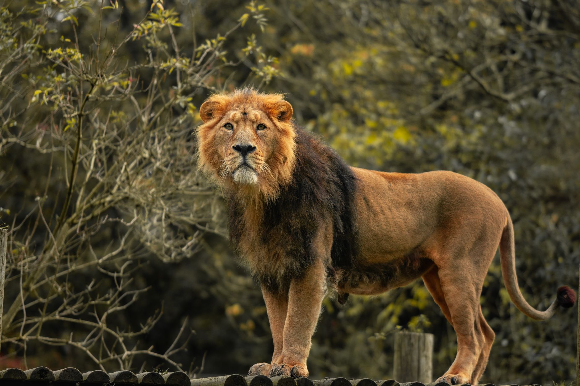 獅子座 ライオン 王者のエネルギー
