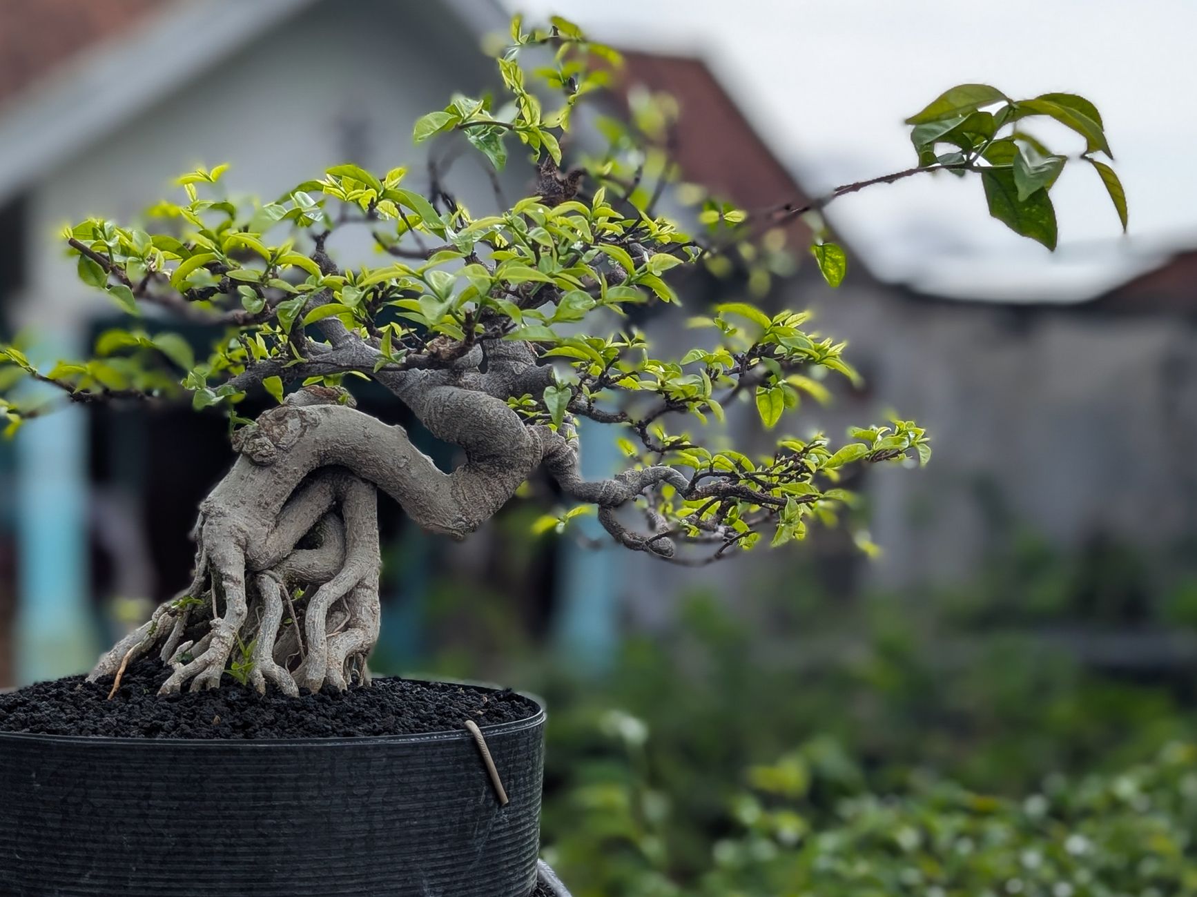 ガジュマル 観葉植物 金運 風水 スピリチュアル